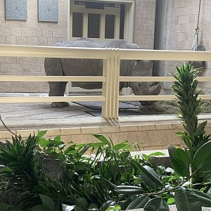 Mar. 2020 - Southern white rhinoceros