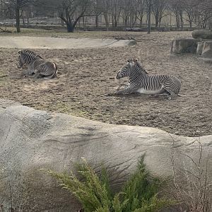 Mar. 2020 - Grevy’s zebra