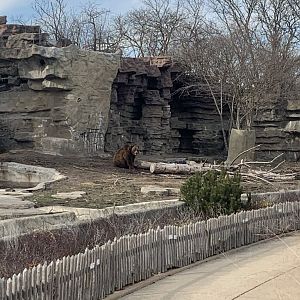 Mar. 2020 - Grizzly bear