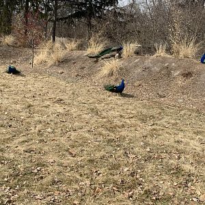 Mar. 2020 - Indian peafowl