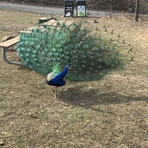 Mar. 2020 - Indian peafowl