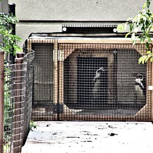 Penguin "Welcome Window"