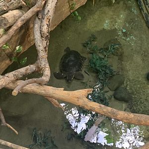 Mar. 2020 - Fly River turtle