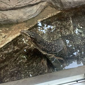 Mar. 2020 - Asian water monitor
