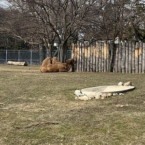 Mar. 2020 - Domestic Bactrian camel