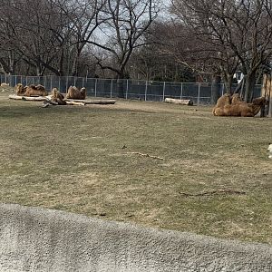 Mar. 2020 - Domestic Bactrian camel