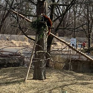 Mar. 2020 - Himalayan red panda