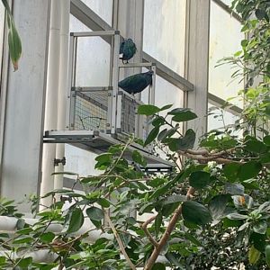 Mar. 2020 - Nicobar pigeon