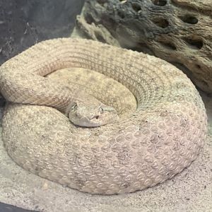 Mar. 2020 - Common sidewinder