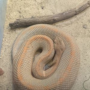 Mar. 2020 - Aruba Island rattlesnake