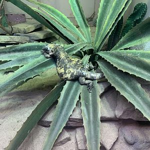 Mar. 2020 - San Esteban Island chuckwalla