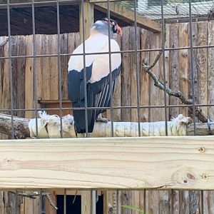 Oct. 2019 - King vulture