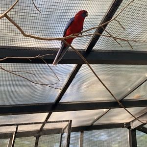 Oct. 2019 - Crimson rosella