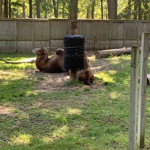 Oct. 2019 - Domestic Bactrian camel