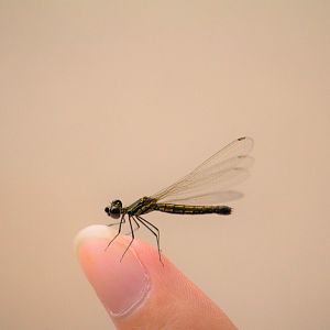 Golden-Gem Damselfly (Libellago lineata)