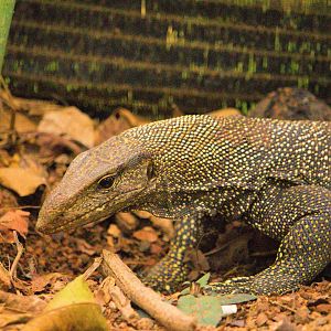 Clouded Monitor (Varanus nebulosus) in the process of excavating