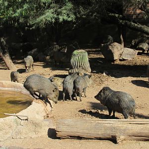 collared peccaries