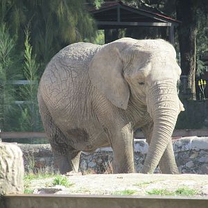 african elephant