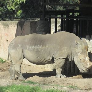 WHITE RHINOCEROS