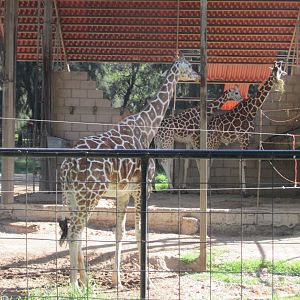 RETICULATED GIRAFFES