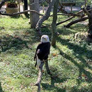 Oct. 2019 - Bald eagle