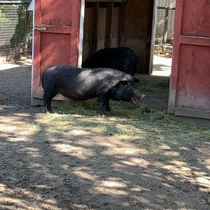 Oct. 2019 - Guinea hog
