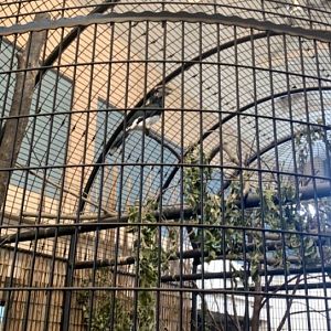 Oct. 2019 - Trumpeter hornbill