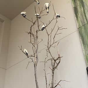 July 2019 - Pied imperial pigeon