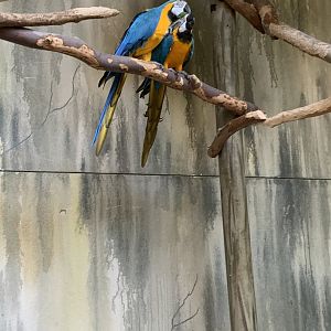 July 2019 - Blue-and-yellow macaw