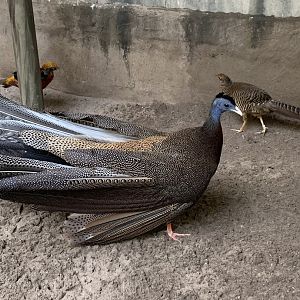 July 2019 - Great argus pheasant and Golden pheasant