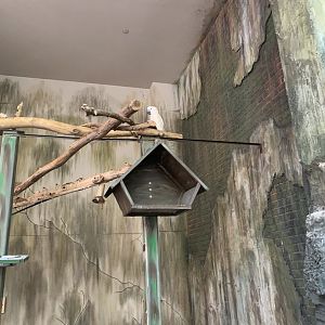 July 2019 - Moluccan cockatoo