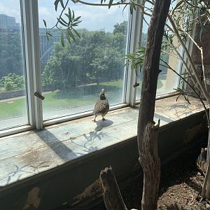 July 2019 - Scaled quail