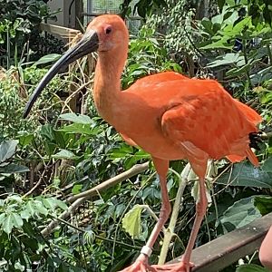 July 2019 - Scarlet ibis