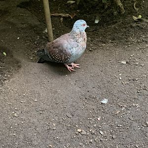 July 2019 - Speckled pigeon