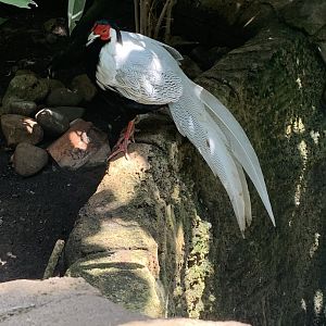 July 2019 - Silver pheasant