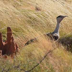 Australian bustard beside termite mound