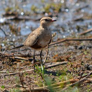 Australian pratincole