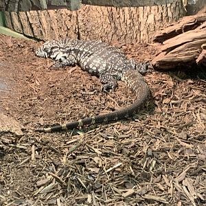 July 2019 - Argentine black and white tegu