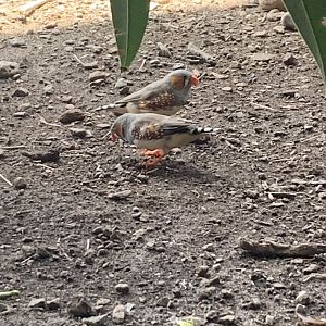 July 2019 - Zebra finch
