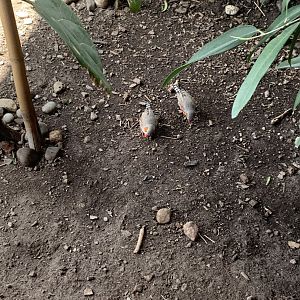 July 2019 - Zebra finch