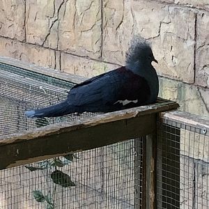 July 2019 - Western crowned pigeon