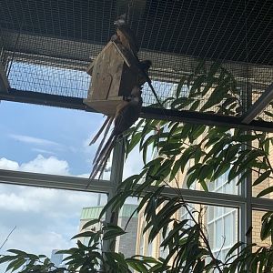 July 2019 - Speckled mousebird