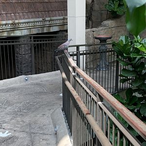 July 2019 - Speckled pigeon