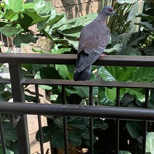 July 2019 - Speckled pigeon