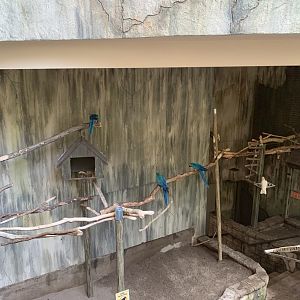 July 2019 - Overview of Blue-and-yellow macaw and Moluccan cockatoo area in Main Aviary.