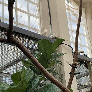 July 2019 - Ringneck doves near Lorikeet encounter area