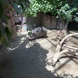 July 2019 - Pygmy hippopotamus