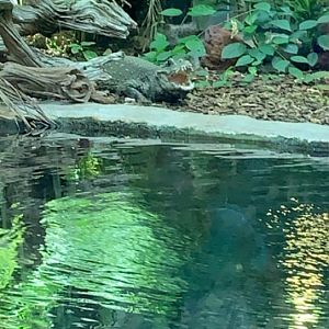 July 2019 - African dwarf crocodile