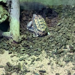 July 2019 - Spider tortoise