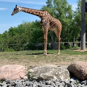 July 2019 - Masai giraffe
